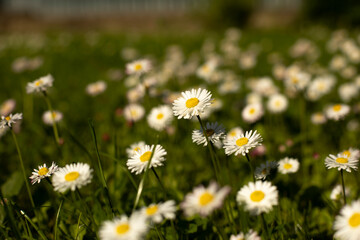 Fototapeta premium Daisies on the lawn. Summer flowers on the street.