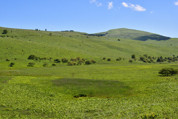 Obraz premium 霧ヶ峰,日本百名山,百名山,湿地,新緑,緑,森,ハイキング,自然,登山,夏,夏山,夏空