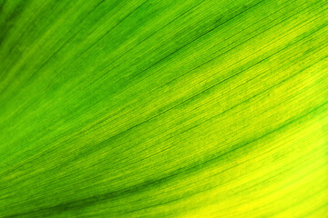 green leaf texture - Powered by Adobe