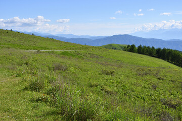Fototapeta premium 霧ヶ峰,日本百名山,百名山,湿地,新緑,緑,森,ハイキング,自然,登山,夏,夏山,夏空