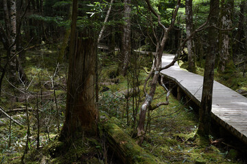 御泉水自然園のハイキング道