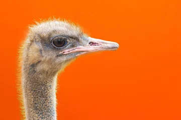 Foto op Plexiglas Portrait of an ostrich head profile.Bird ostrich with funny look on orange background.closeup.copy space. © ARVD73