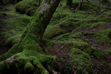 Obraz premium 御泉水自然園のハイキング道