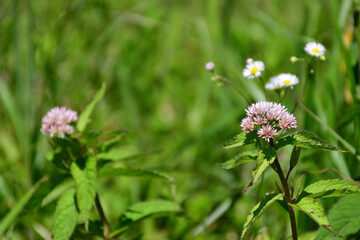 霧ヶ峰の植物・花