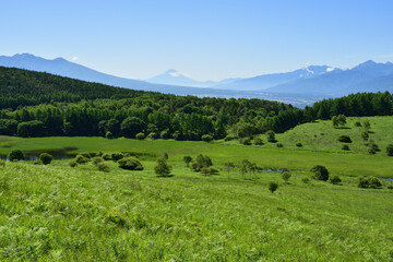 霧ヶ峰,日本百名山,百名山,湿地,新緑,緑,森,ハイキング,自然,登山,夏,夏山,夏空