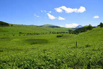 Obraz premium 霧ヶ峰,日本百名山,百名山,湿地,新緑,緑,森,ハイキング,自然,登山,夏,夏山,夏空