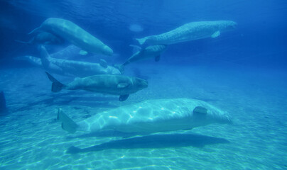 Naklejka premium Beluga whales in the aquarium, in nature