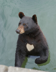 Mother bear with cub on the beach