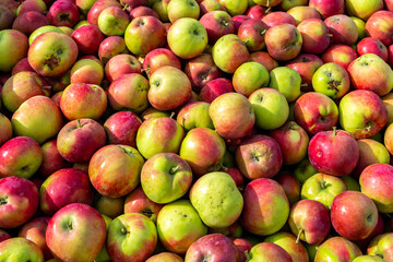 Red APPLES inside the container for sale in the wholesale market