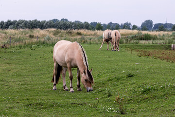 horses in the meadow