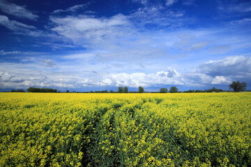 Blooming rapeseed field on a sunny day in early May near Wroclaw, Poland. Spring landscape. - obrazy, fototapety, plakaty