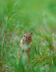 Seagull in close up on quayside