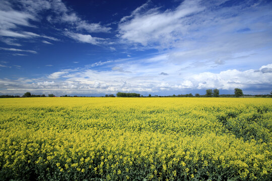 Blooming rapeseed field on a sunny day in early May near Wroclaw, Poland. Spring landscape.