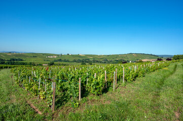 Fototapeta na wymiar Paysage de vignes sur les coteaux du Moulin à Vent dans le Beaujolais en France en été