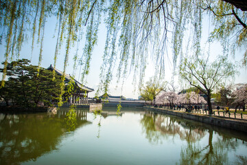 Fototapeta premium 경복궁의 봄꽃