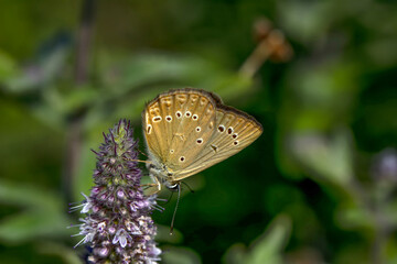 Macro shots, Beautiful nature scene. Closeup beautiful butterfly sitting on the flower in a summer garden.