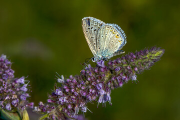 Macro shots, Beautiful nature scene. Closeup beautiful butterfly sitting on the flower in a summer garden.