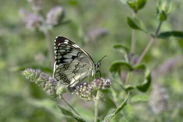 Macro shots, Beautiful nature scene. Closeup beautiful butterfly sitting on the flower in a summer garden.