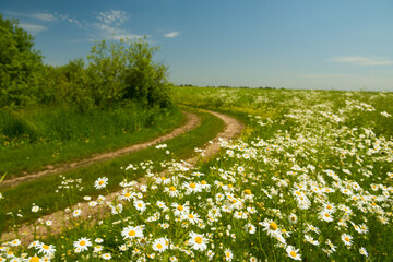 Dirt road among the fields with daisies. Wonderful summer countryside landscape.
