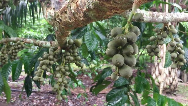 close up green burmese grape or rambai fruit hanging on tree