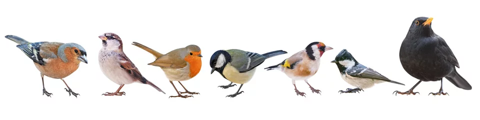 Foto op Plexiglas Verzameling van de meest voorkomende Europese vogels, geïsoleerd met witte achtergrond © Robin