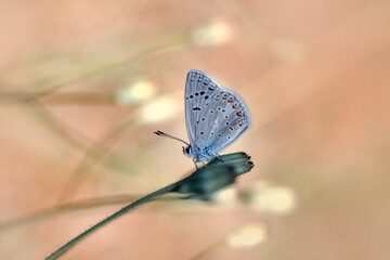Macro shots, Beautiful nature scene. Closeup beautiful butterfly sitting on the flower in a summer garden.