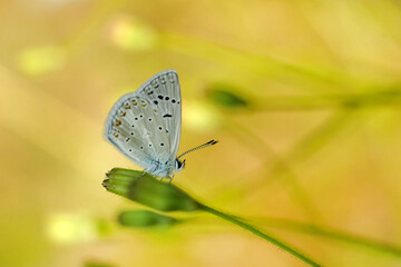 Macro shots, Beautiful nature scene. Closeup beautiful butterfly sitting on the flower in a summer garden.