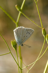 Macro shots, Beautiful nature scene. Closeup beautiful butterfly sitting on the flower in a summer garden.