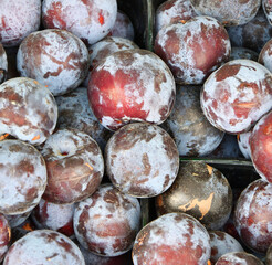 Ripe plum of the new harvest is sold in the bazaar 