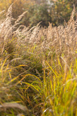 Fototapeta premium A field in autumn light