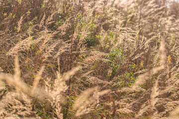 A field in autumn light