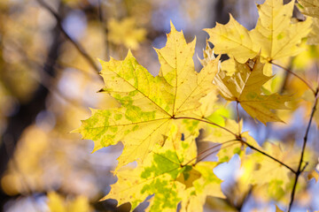 Branch with autumn leaves in the forest