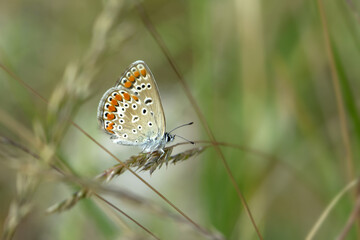 Macro shots, Beautiful nature scene. Closeup beautiful butterfly sitting on the flower in a summer garden.