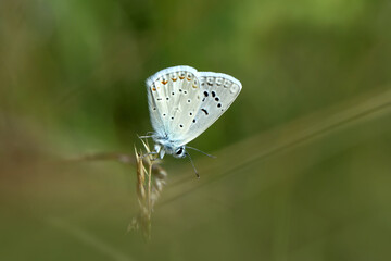 Macro shots, Beautiful nature scene. Closeup beautiful butterfly sitting on the flower in a summer garden.