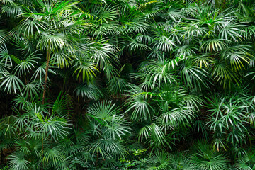 Beautiful green palm leaf pattern of tropical forests