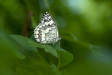 Macro shots, Beautiful nature scene. Closeup beautiful butterfly sitting on the flower in a summer garden.