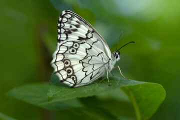 Macro shots, Beautiful nature scene. Closeup beautiful butterfly sitting on the flower in a summer...