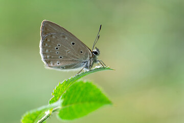 Macro shots, Beautiful nature scene. Closeup beautiful butterfly sitting on the flower in a summer garden.