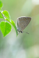 Macro shots, Beautiful nature scene. Closeup beautiful butterfly sitting on the flower in a summer garden.