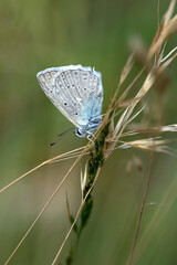 Macro shots, Beautiful nature scene. Closeup beautiful butterfly sitting on the flower in a summer garden.