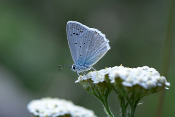 Macro shots, Beautiful nature scene. Closeup beautiful butterfly sitting on the flower in a summer garden.
