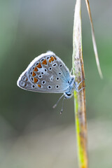 Macro shots, Beautiful nature scene. Closeup beautiful butterfly sitting on the flower in a summer garden.