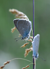 Macro shots, Beautiful nature scene. Closeup beautiful butterfly sitting on the flower in a summer garden.