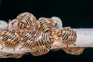 Details of some newborn insects colored orange, black and red.