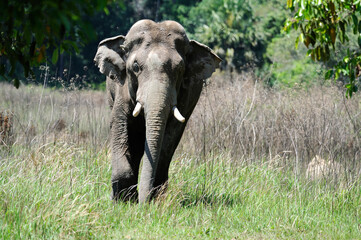 Obraz premium Asian elephant in Khao Yai National Park,Thailand