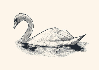 A large white swan swims on the lake. Engraving style. Vector illustration. 