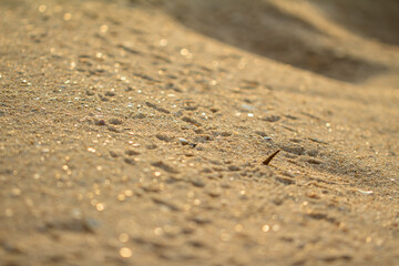 Grains of sand in the morning light at the sunrise, Vietnam