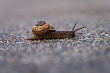 Closeup of land snail (arianta arbustorum) on asphalt path