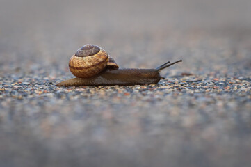 Closeup of land snail (arianta arbustorum) on asphalt path