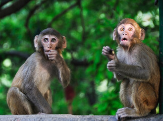 Two baby macaques monkeys in  Nepal

